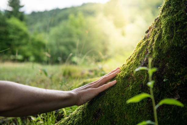 Best Tree Planting  in USA